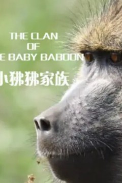 小狒狒家族