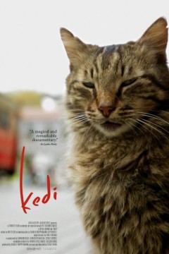 爱猫之城2017