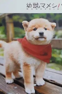 豆柴小犬