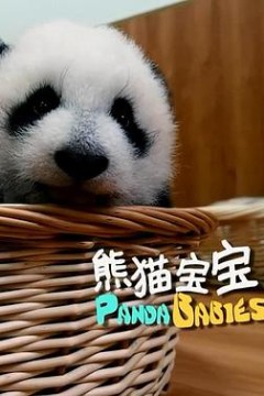 熊猫宝宝