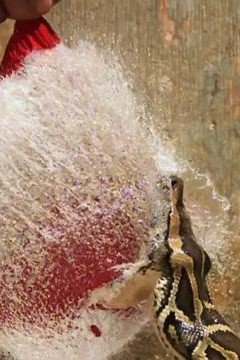 巨蟒入侵：与奈杰尔·马文一起探寻佛罗里达