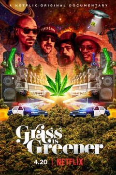 印度妙草